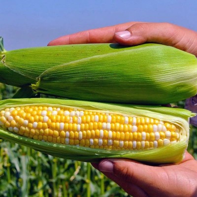 Пантеон F1 - семена сахарной кукурузы, 1000 сем., Libra Seeds